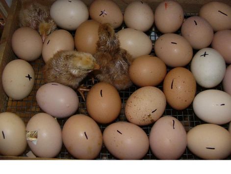 hogyan kell tojásokat keltetni